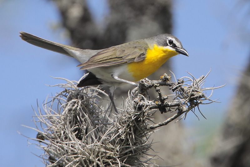 Yellow-breasted Chat.jpg